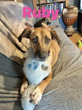 Ruby 1, Adoptable, Adult Female Great Dane.