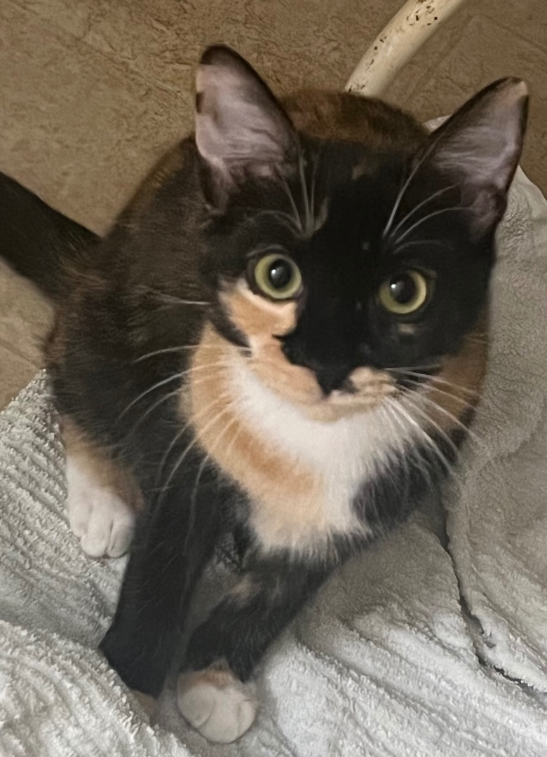 Denim & Capri , a Adopted Domestic Short Hair in Richmond, VA image 1/3