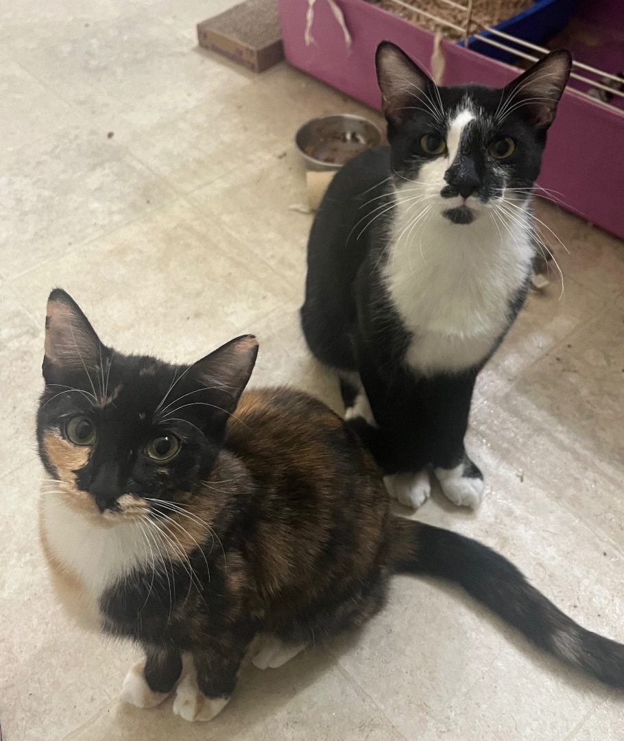 Denim & Capri , a Adopted Domestic Short Hair in Richmond, VA image 2/3