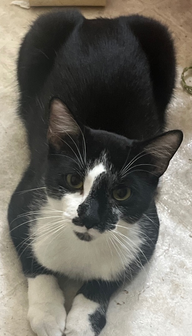 Denim & Capri , a Adopted Domestic Short Hair in Richmond, VA image 3/3