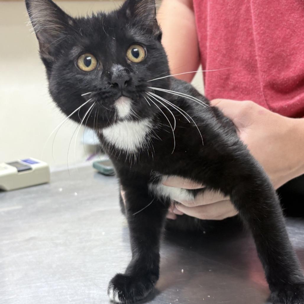 Pudge-5001, Adoptable, Kitten Male Domestic Short Hair & Domestic Short Hair.