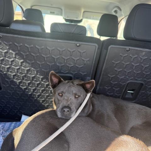 Enlarge Silky, a Adoptable Weimaraner in Port Aransas, TX image 1/1