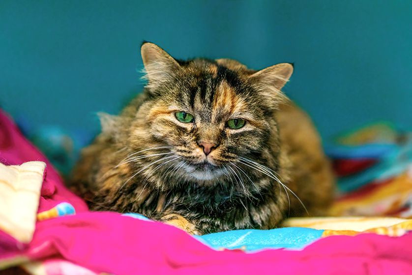 Anna, a Adoptable mixed breed in St. George, UT image 1/12