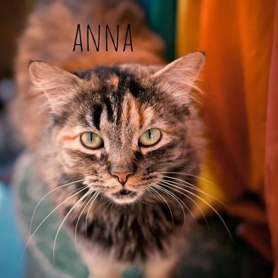 Anna, a Adoptable mixed breed in St. George, UT image 2/12