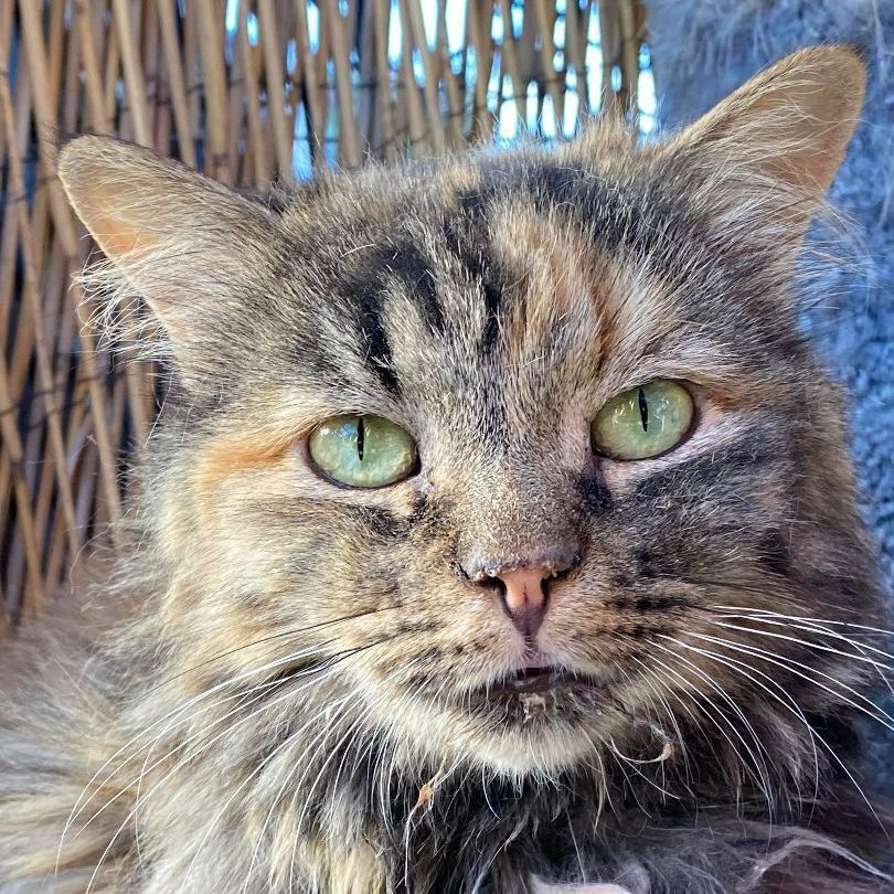 Anna, a Adoptable mixed breed in St. George, UT image 4/12