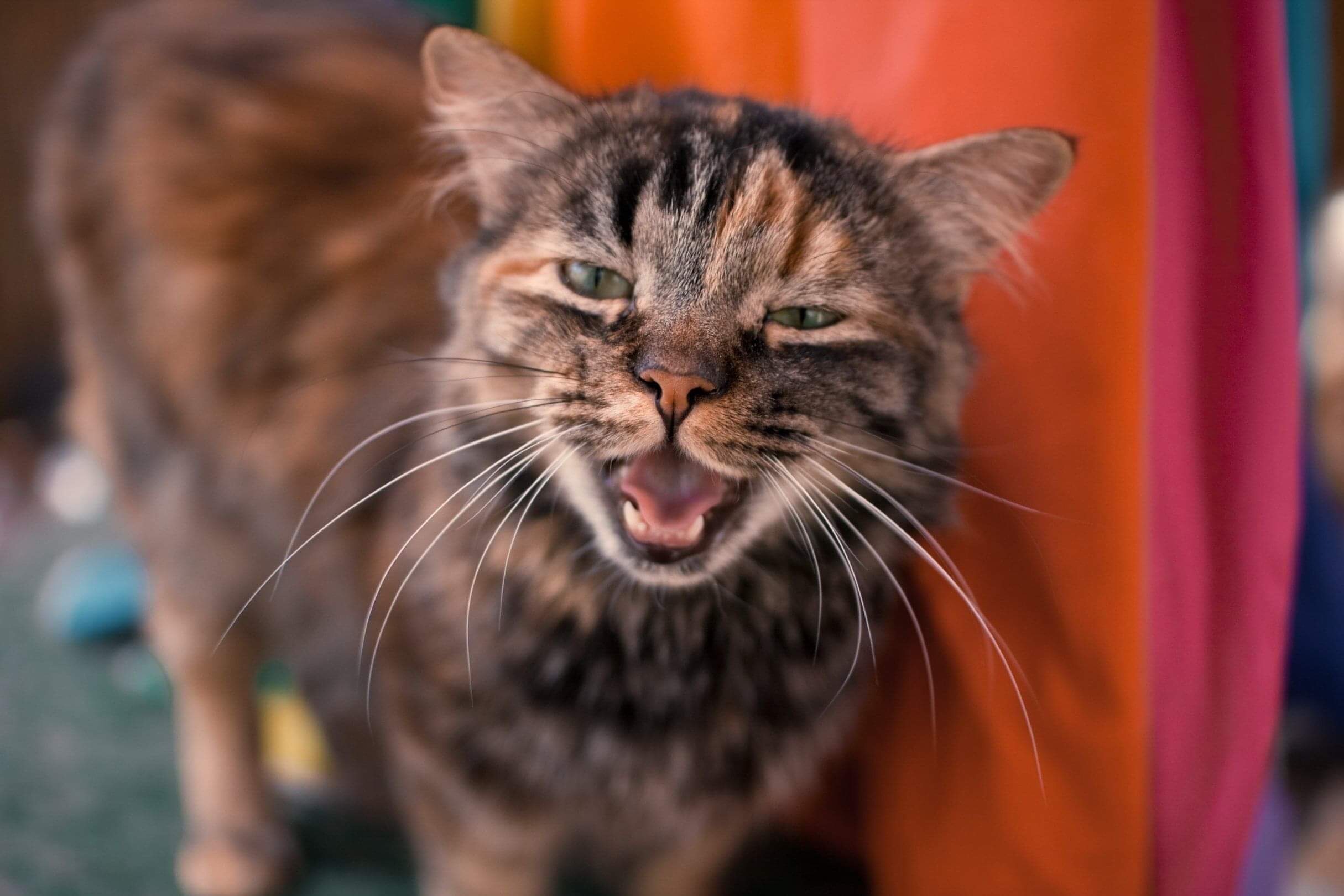 Anna, a Adoptable mixed breed in St. George, UT image 5/12