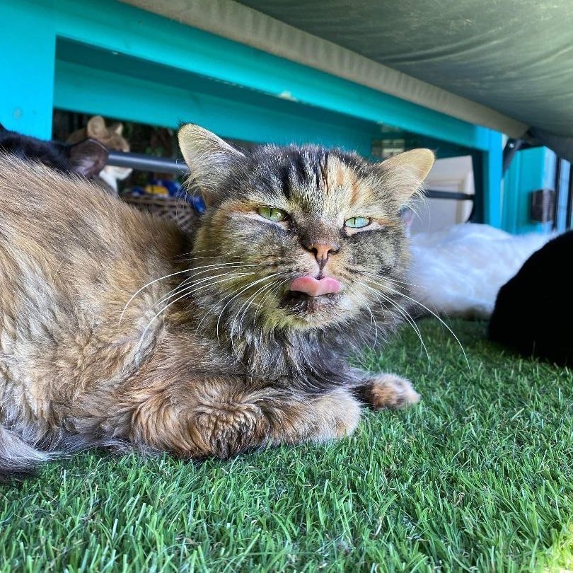 Anna, a Adoptable mixed breed in St. George, UT image 6/12