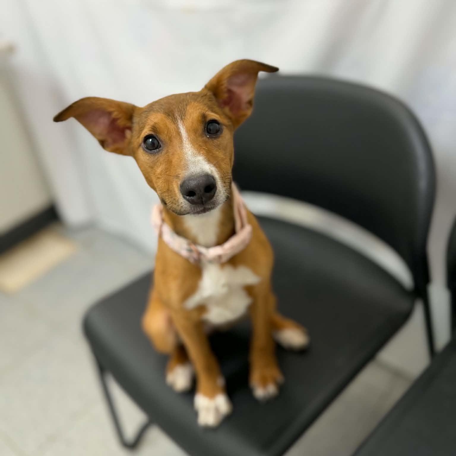 Ketchup, adopted, Puppy Female Chihuahua & Dachshund.