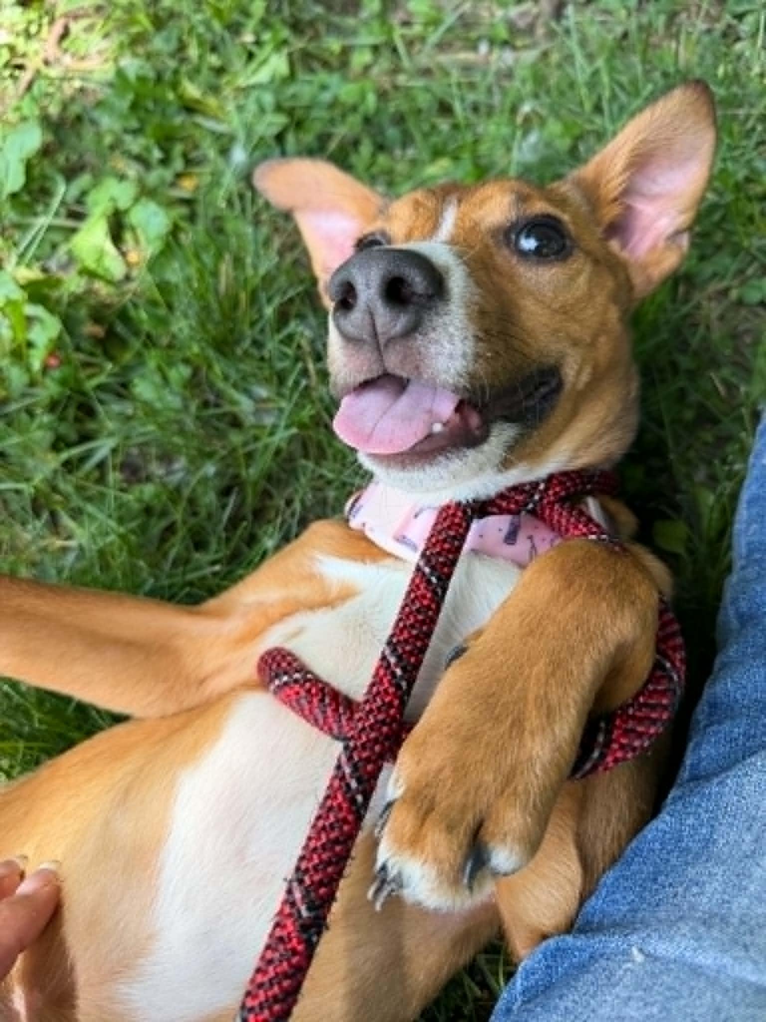 Ketchup, an adopted mixed breed in Martinsville, IN image 2/4
