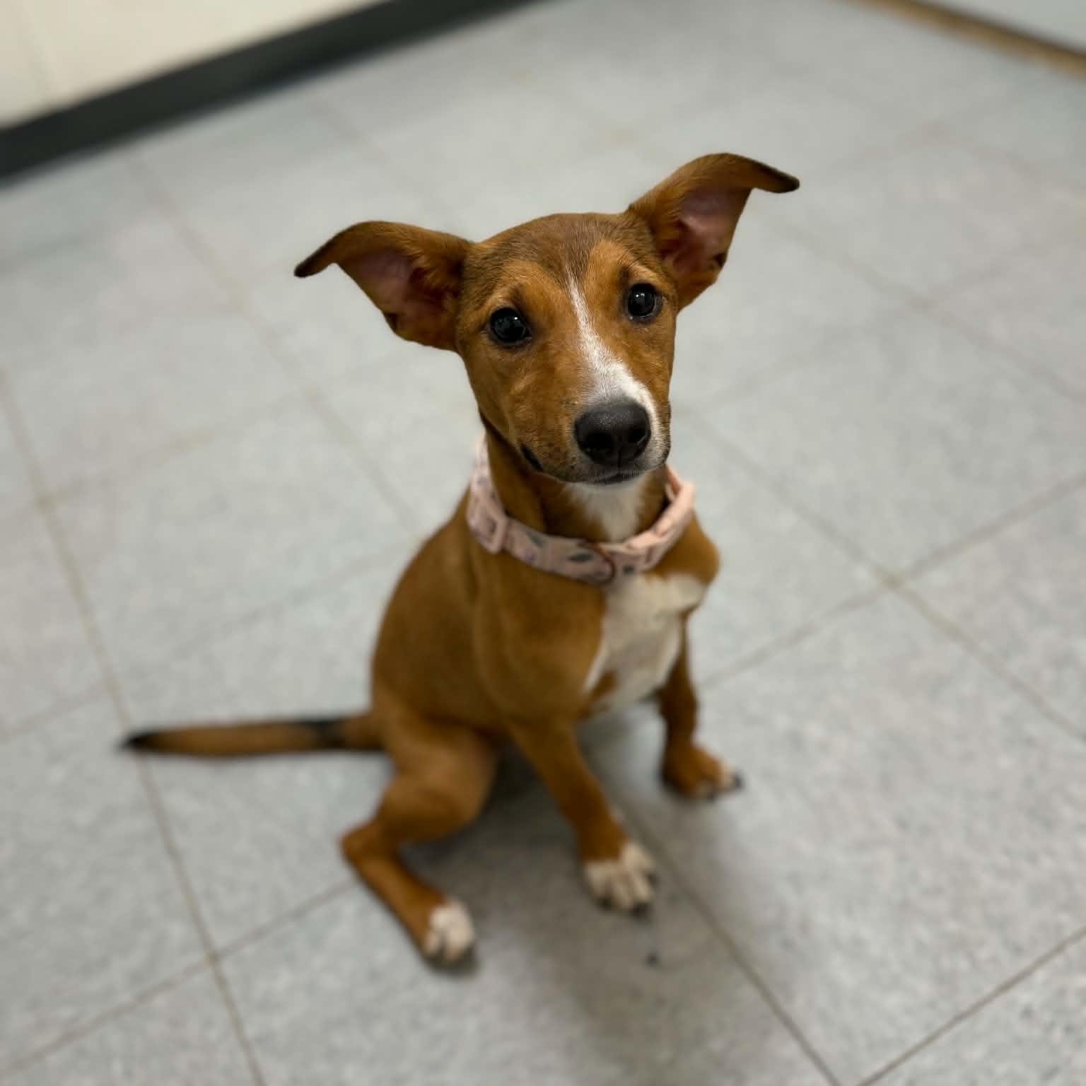 Ketchup, an adopted mixed breed in Martinsville, IN image 4/4