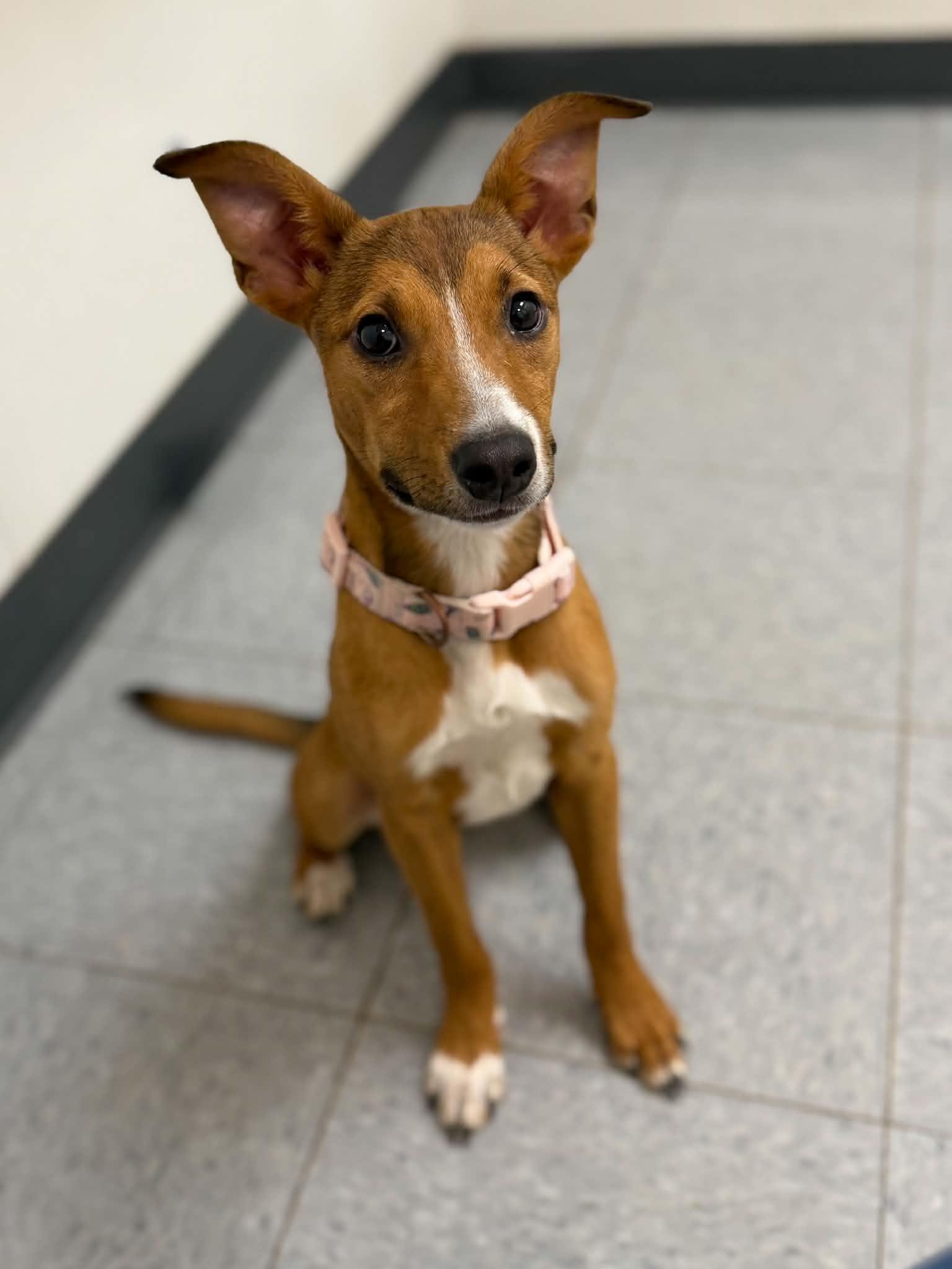 Ketchup, an adopted mixed breed in Martinsville, IN image 3/4