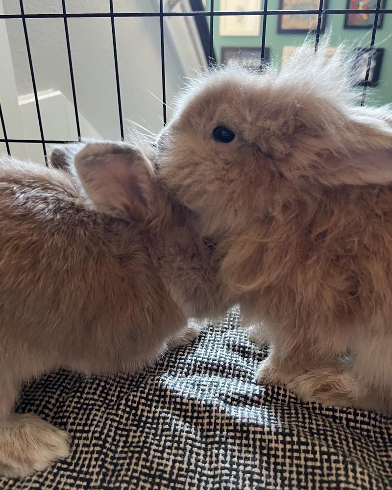 Copy and Paste *Adoption Pending* photo