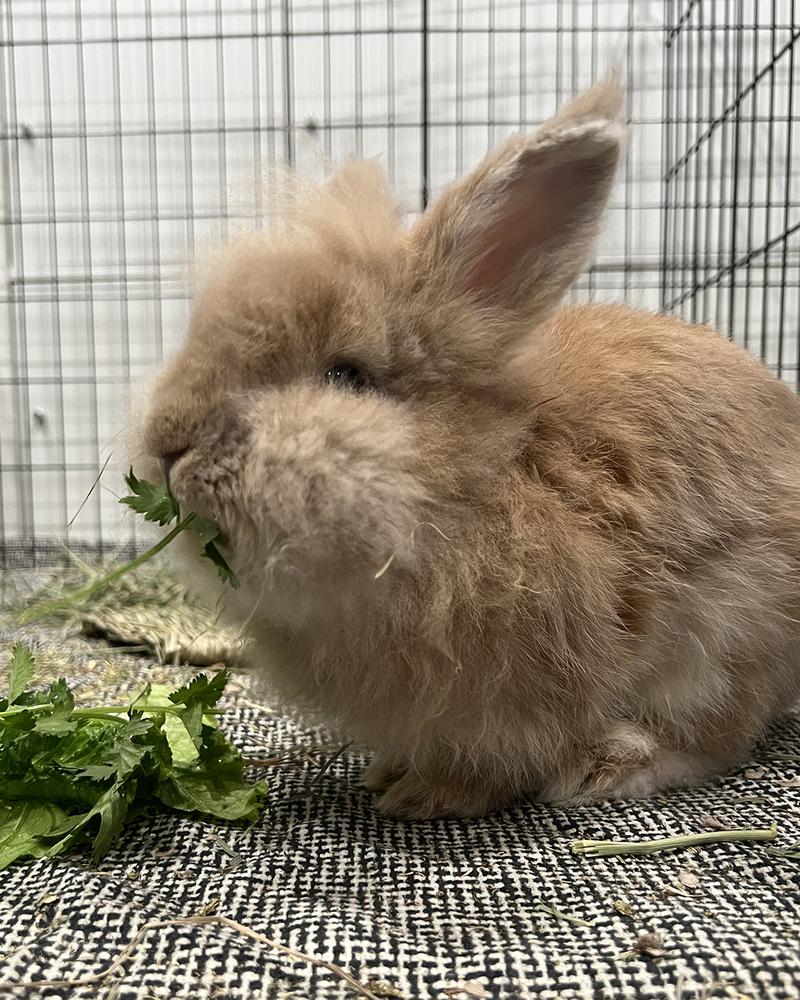 Enlarge Copy and Paste *Adoption Pending*, a Adoptable Lionhead in Houston, TX image 2/5