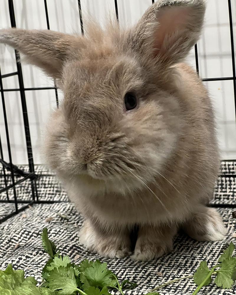 Enlarge Copy and Paste *Adoption Pending*, a Adoptable Lionhead in Houston, TX image 3/5