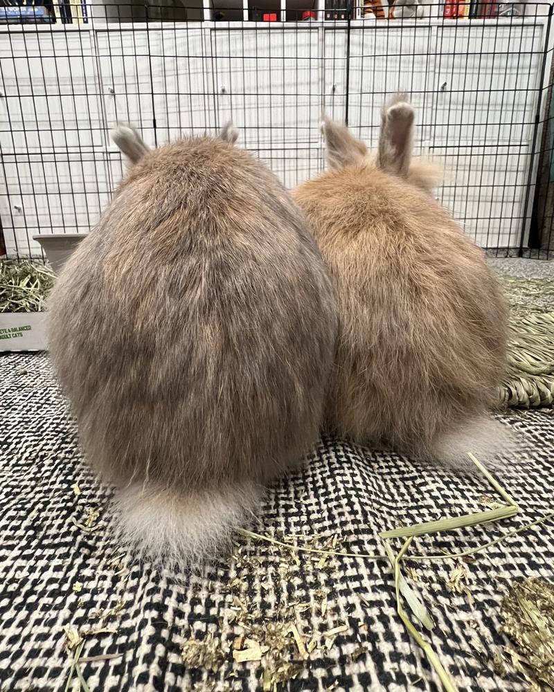 Enlarge Copy and Paste *Adoption Pending*, a Adoptable Lionhead in Houston, TX image 5/5