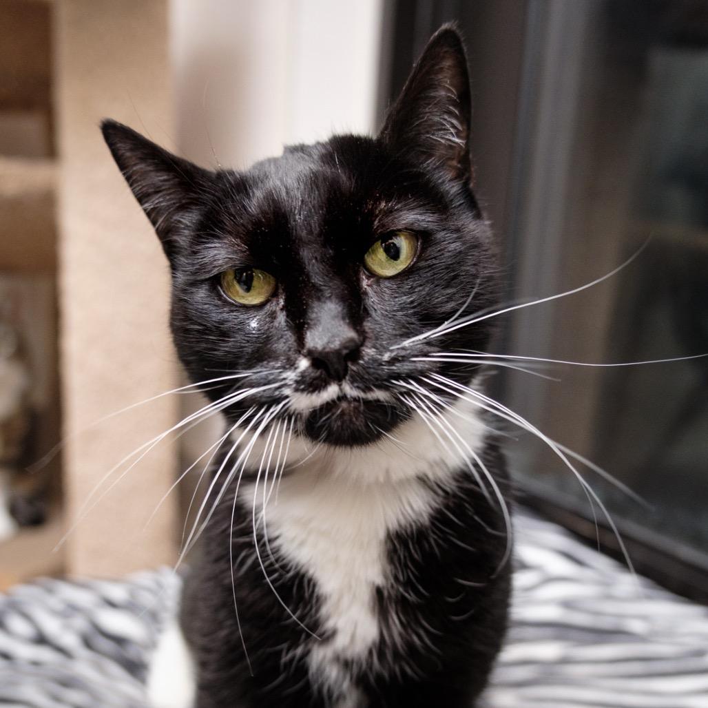 Coopie, Adoptable, Senior Female Domestic Short Hair.