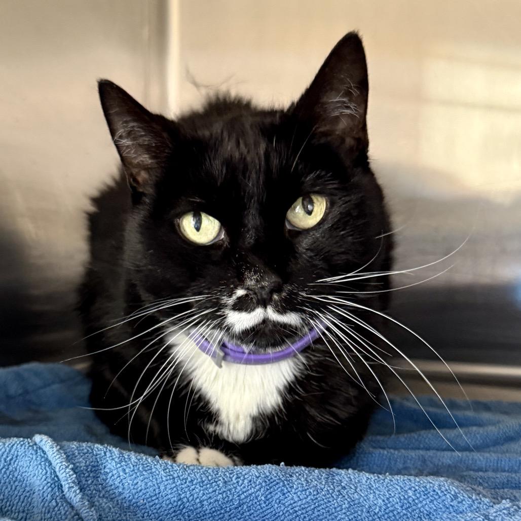 Enlarge Coopie, a Adoptable mixed breed in Palm Springs, CA image 2/3