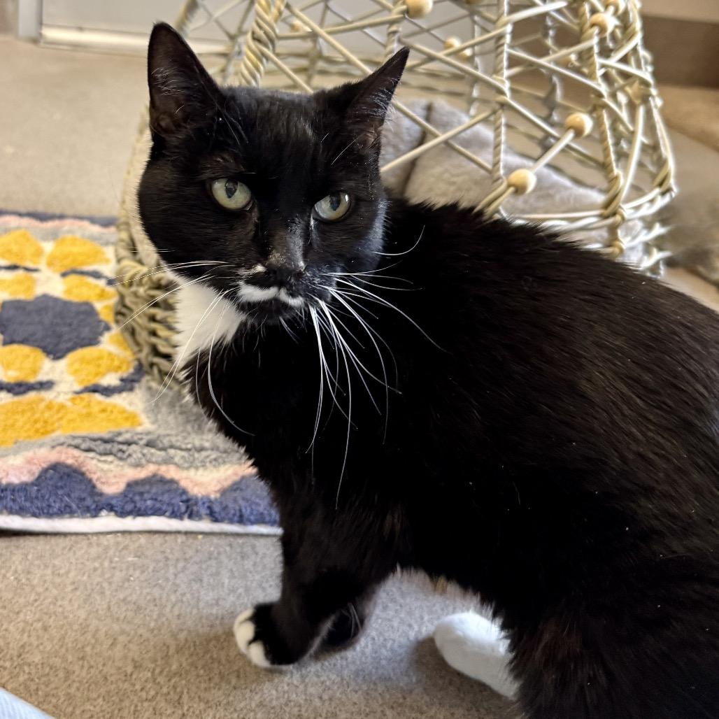 Enlarge Coopie, a Adoptable mixed breed in Palm Springs, CA image 3/3