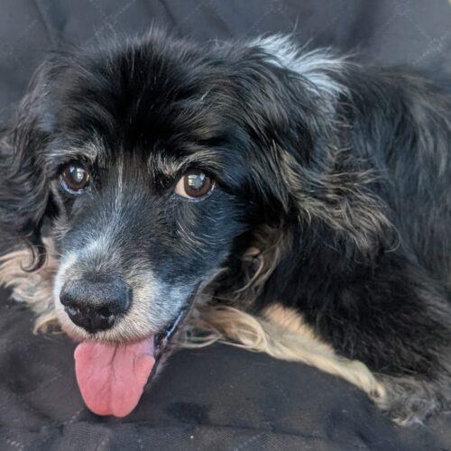 Maggie H 25092, Adoptable, Senior Female Cocker Spaniel.