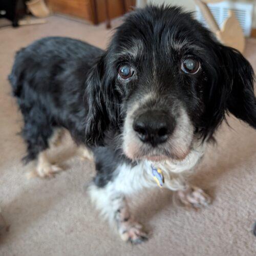 Enlarge Maggie H 25092, a Adoptable Cocker Spaniel in Parker, CO image 2/3