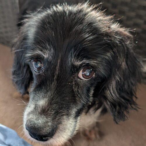 Enlarge Maggie H 25092, a Adoptable Cocker Spaniel in Parker, CO image 3/3