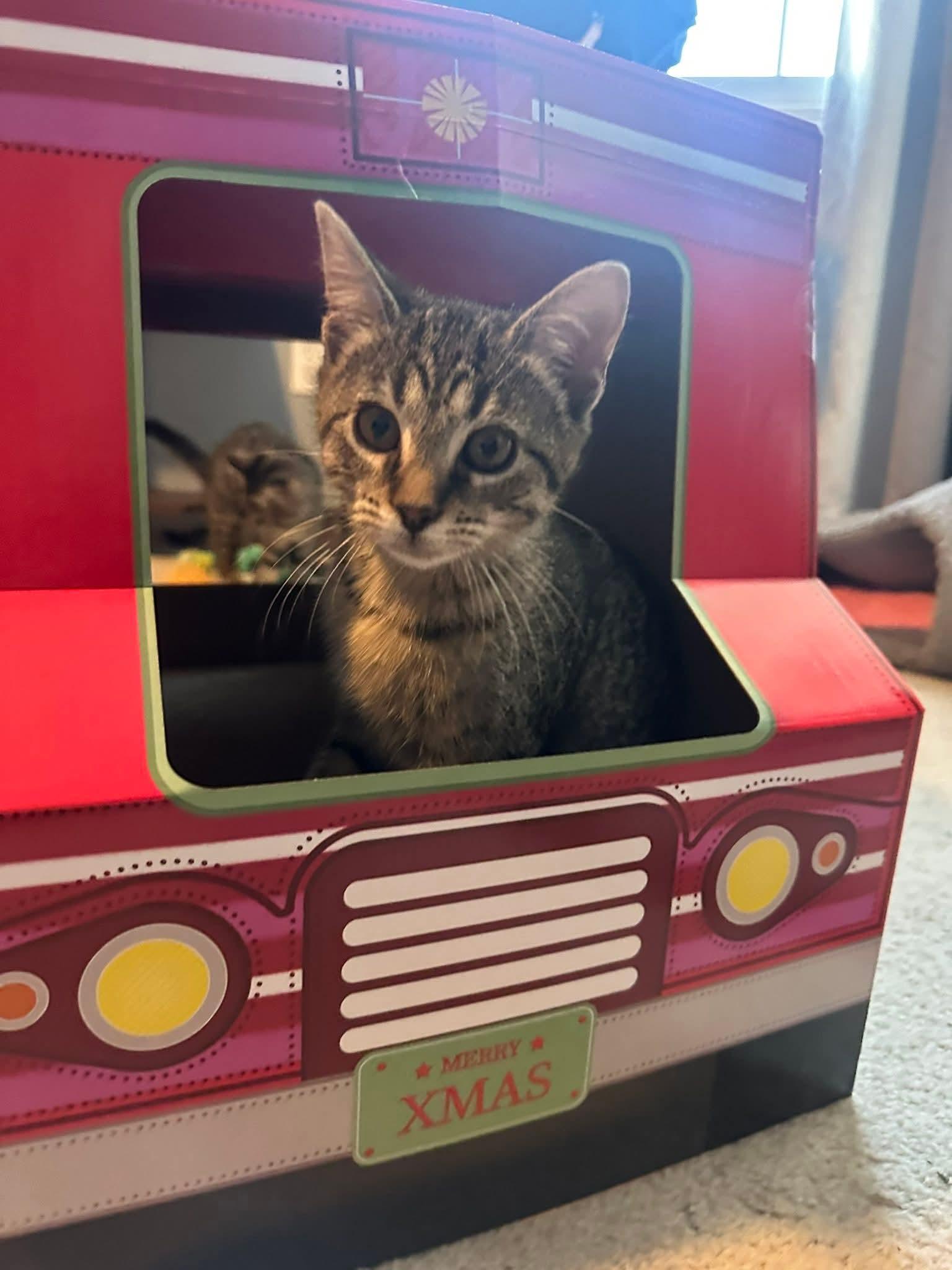 Enlarge Willow, an adopted Domestic Short Hair in Carnegie, PA image 3/5