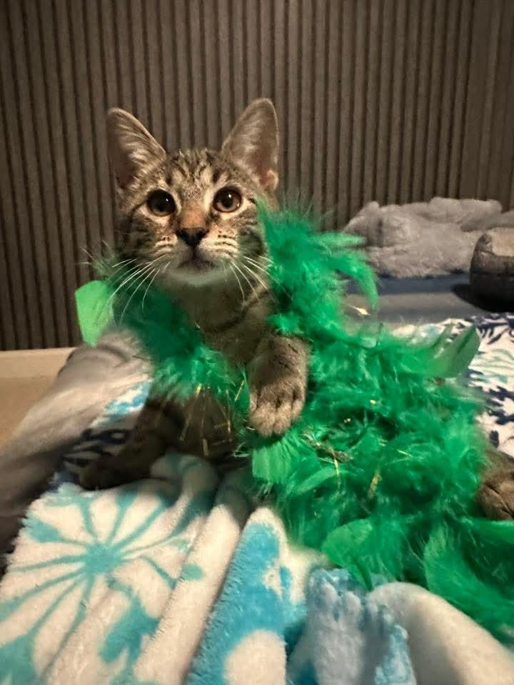 Enlarge Willow, an adopted Domestic Short Hair in Carnegie, PA image 4/5