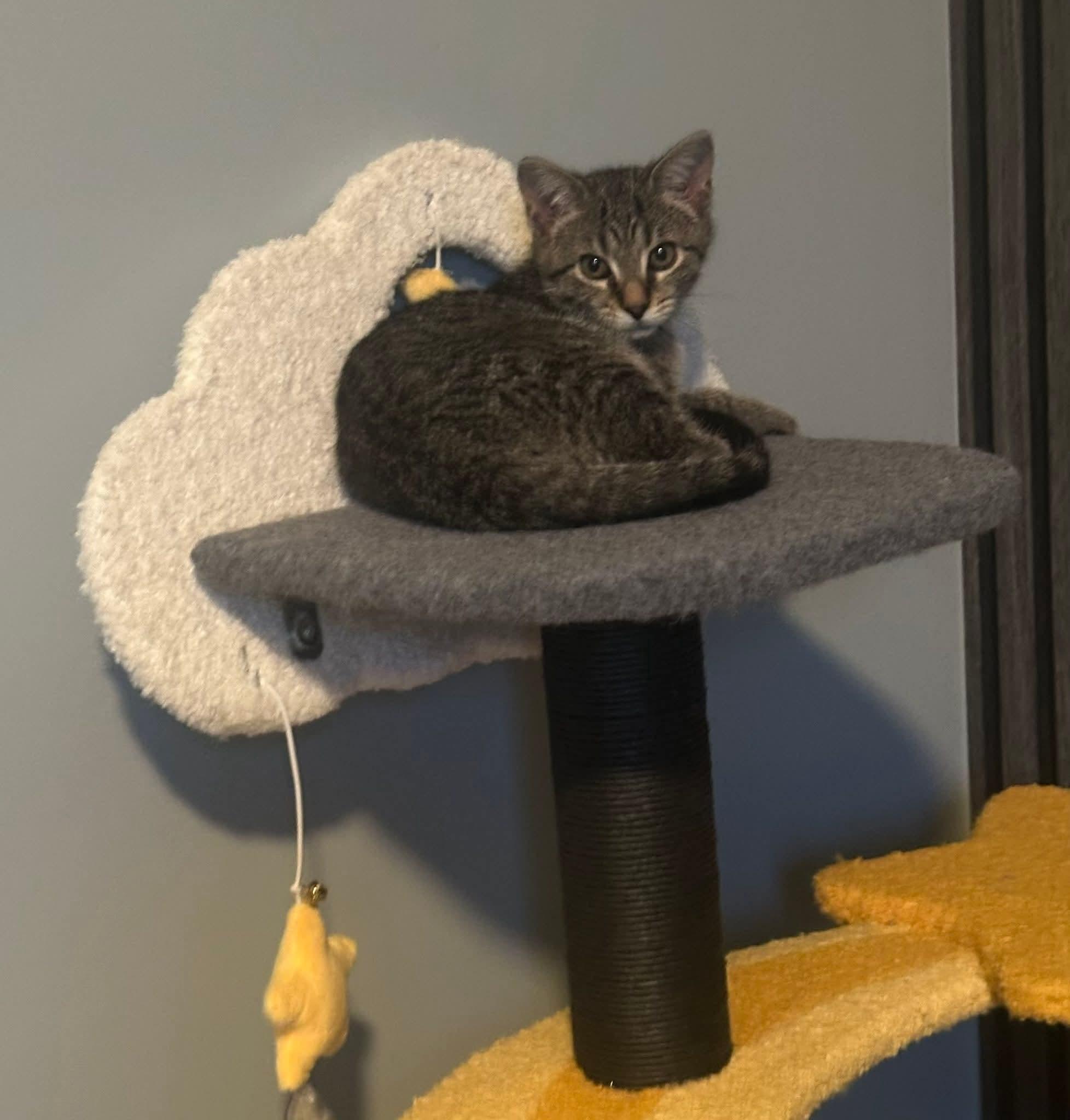 Enlarge Willow, an adopted Domestic Short Hair in Carnegie, PA image 5/5