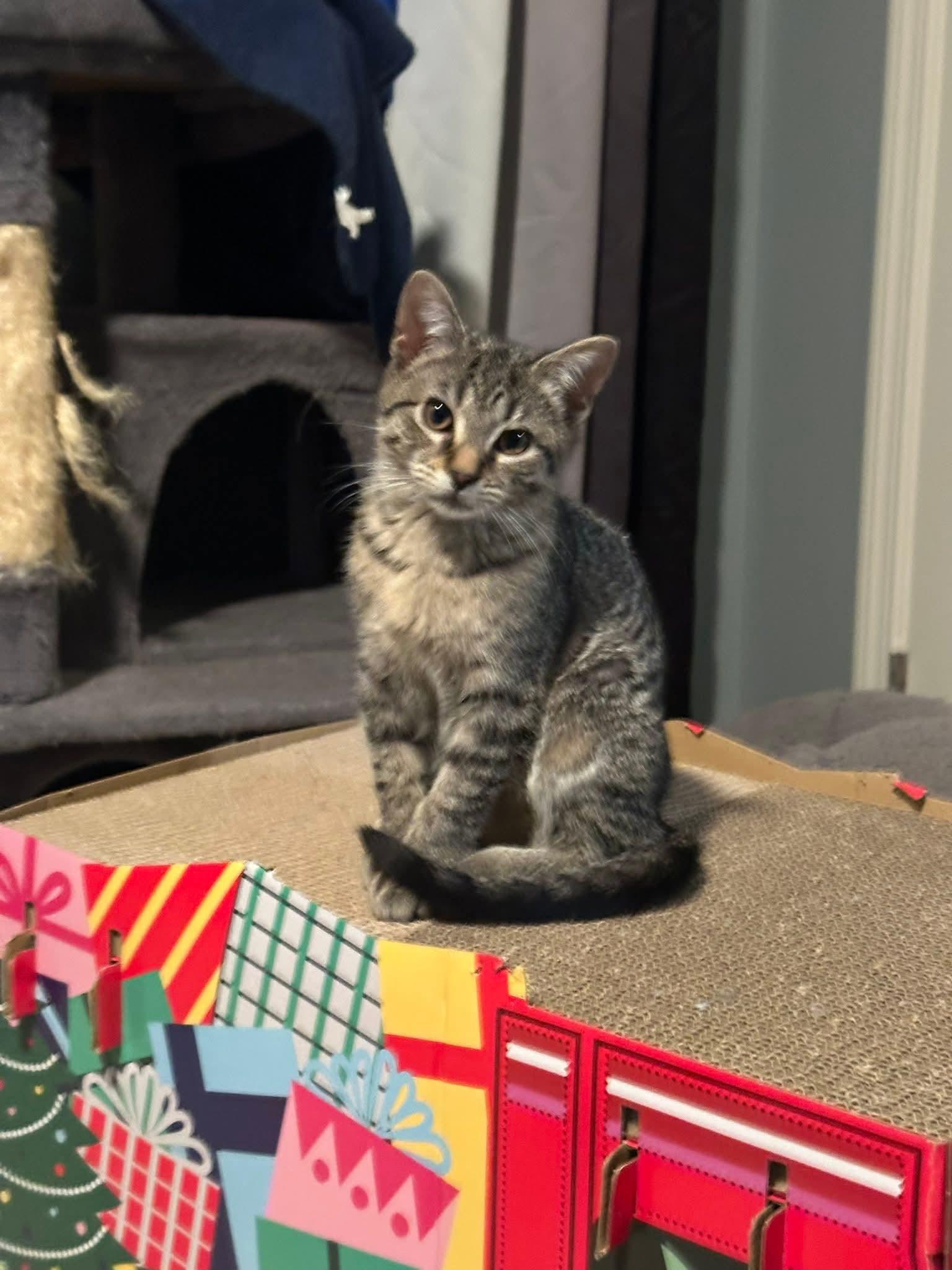 Enlarge Willow, an adopted Domestic Short Hair in Carnegie, PA image 2/5