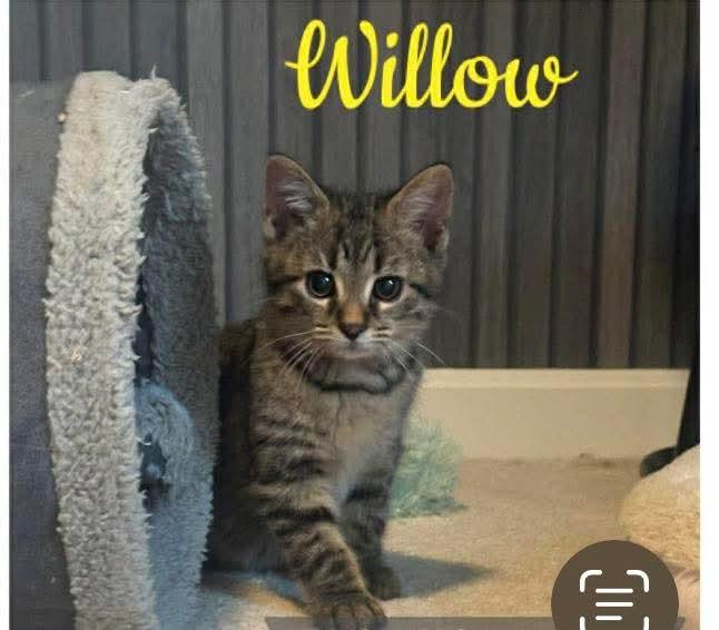 Enlarge Willow, an adopted Domestic Short Hair in Carnegie, PA image 1/5