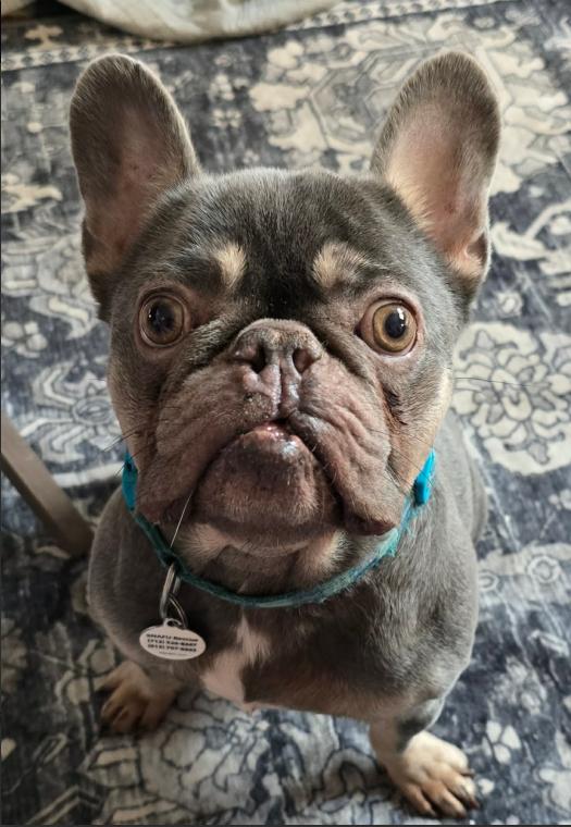 Enlarge Bilbo, a Adoptable French Bulldog in Council Bluffs, IA image 1/4