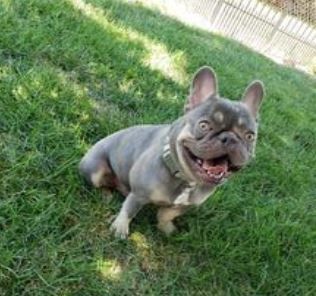 Bilbo, a Adoptable French Bulldog in Council Bluffs, IA image 1/5