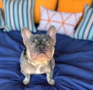 Bilbo, a Adoptable French Bulldog in Council Bluffs, IA image 2/5