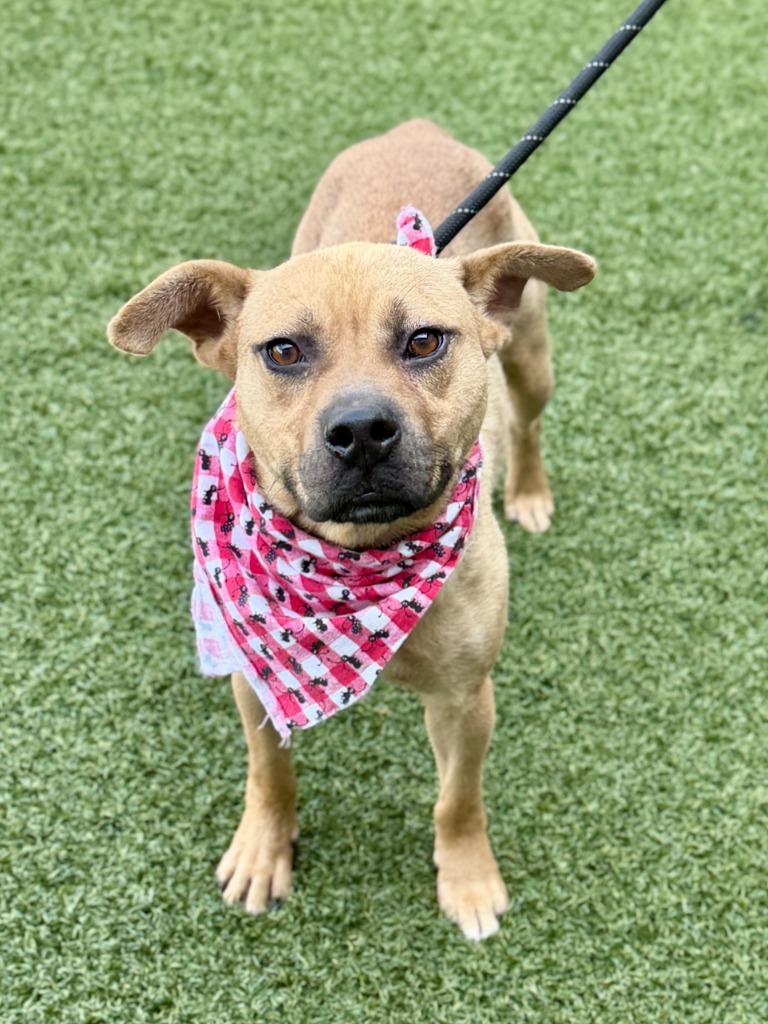 Enlarge Donna, a Adoptable mixed breed in Hartsville, SC image 2/4
