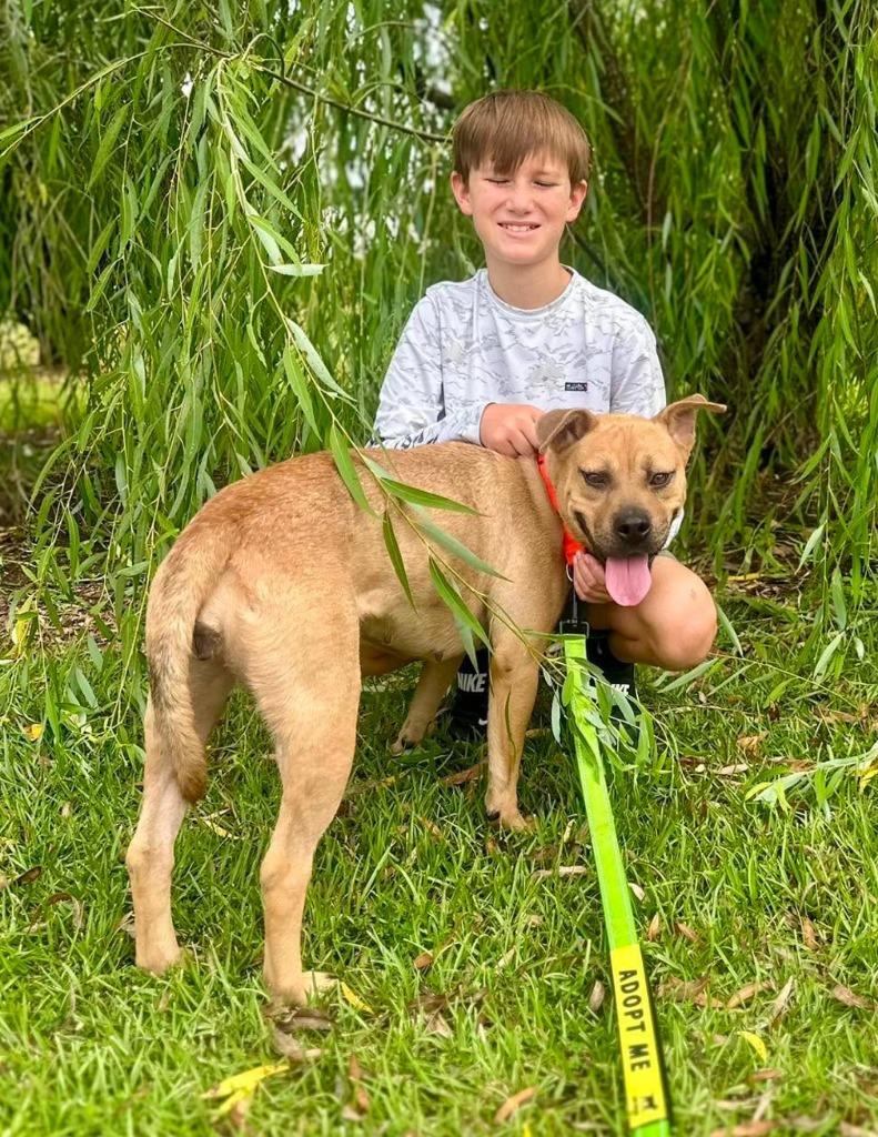 Enlarge Donna, a Adoptable mixed breed in Hartsville, SC image 3/4