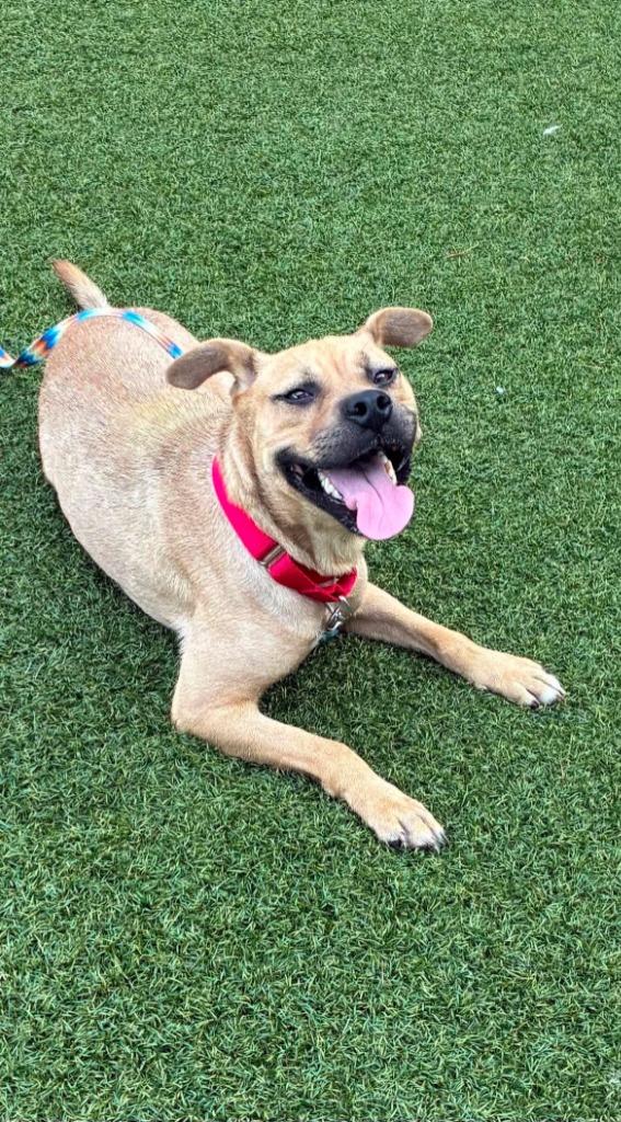 Enlarge Donna, a Adoptable mixed breed in Hartsville, SC image 4/4