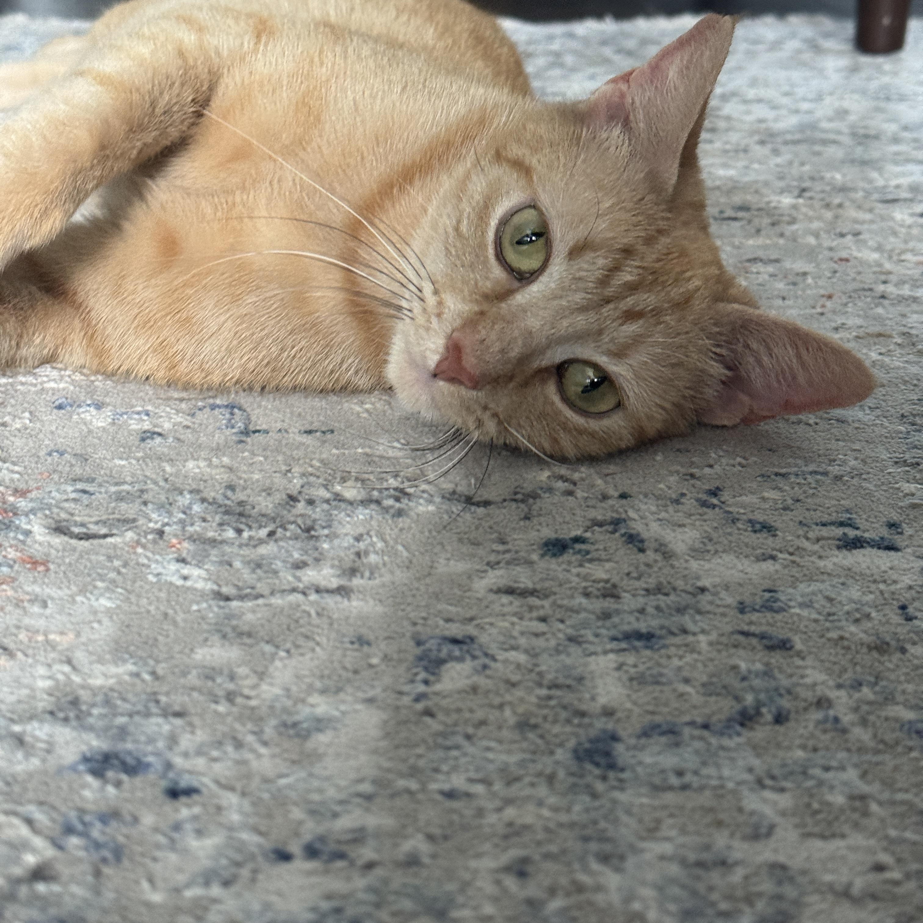 Phoenix, a Adoptable American Shorthair in newington, CT image 3/6