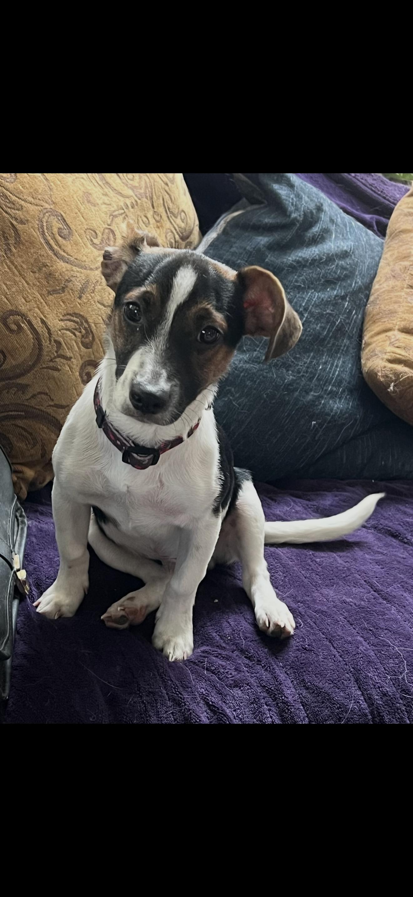 Milo - The Stunning Jack Russell, a ADOPTABLE Jack Russell Terrier in Rancho Cucamonga , CA image 2/5