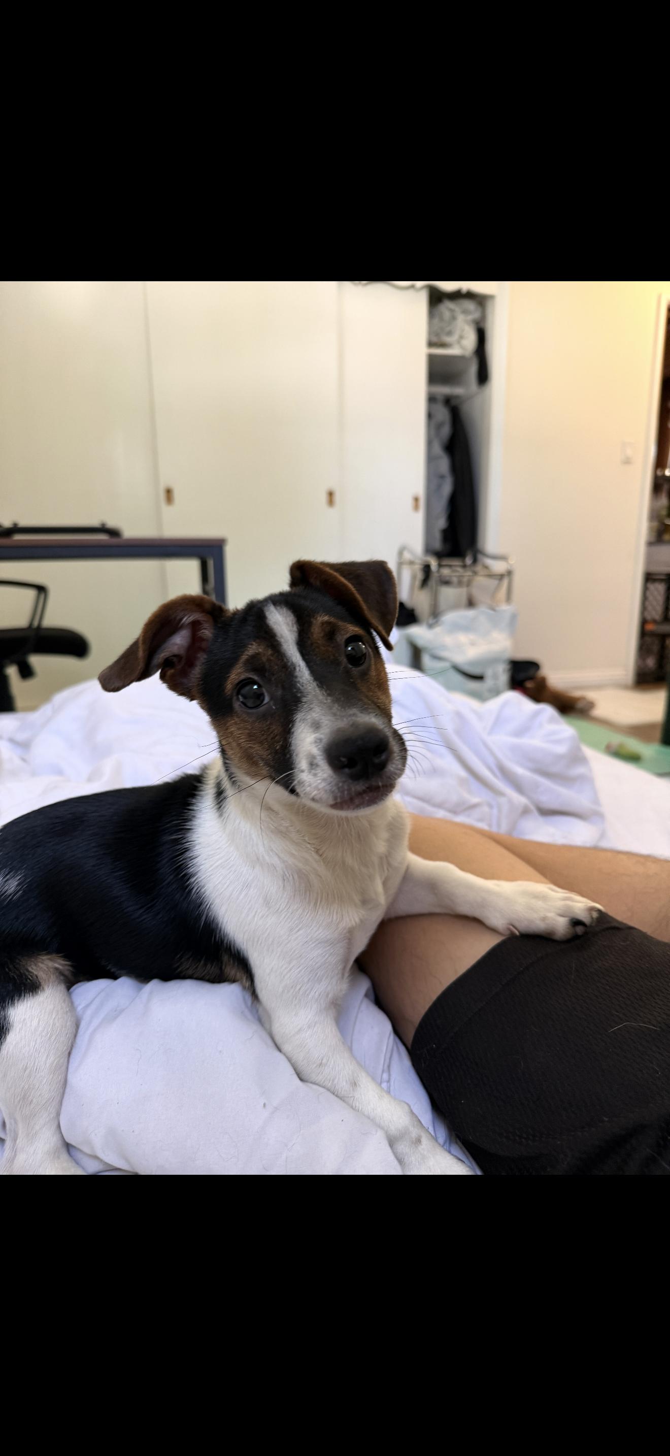 Milo - The Stunning Jack Russell, a ADOPTABLE Jack Russell Terrier in Rancho Cucamonga , CA image 3/5