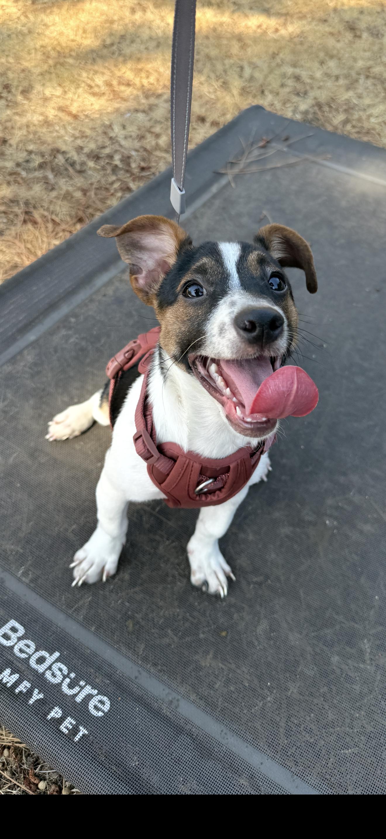 Milo - The Stunning Jack Russell, a ADOPTABLE Jack Russell Terrier in Rancho Cucamonga , CA image 4/5
