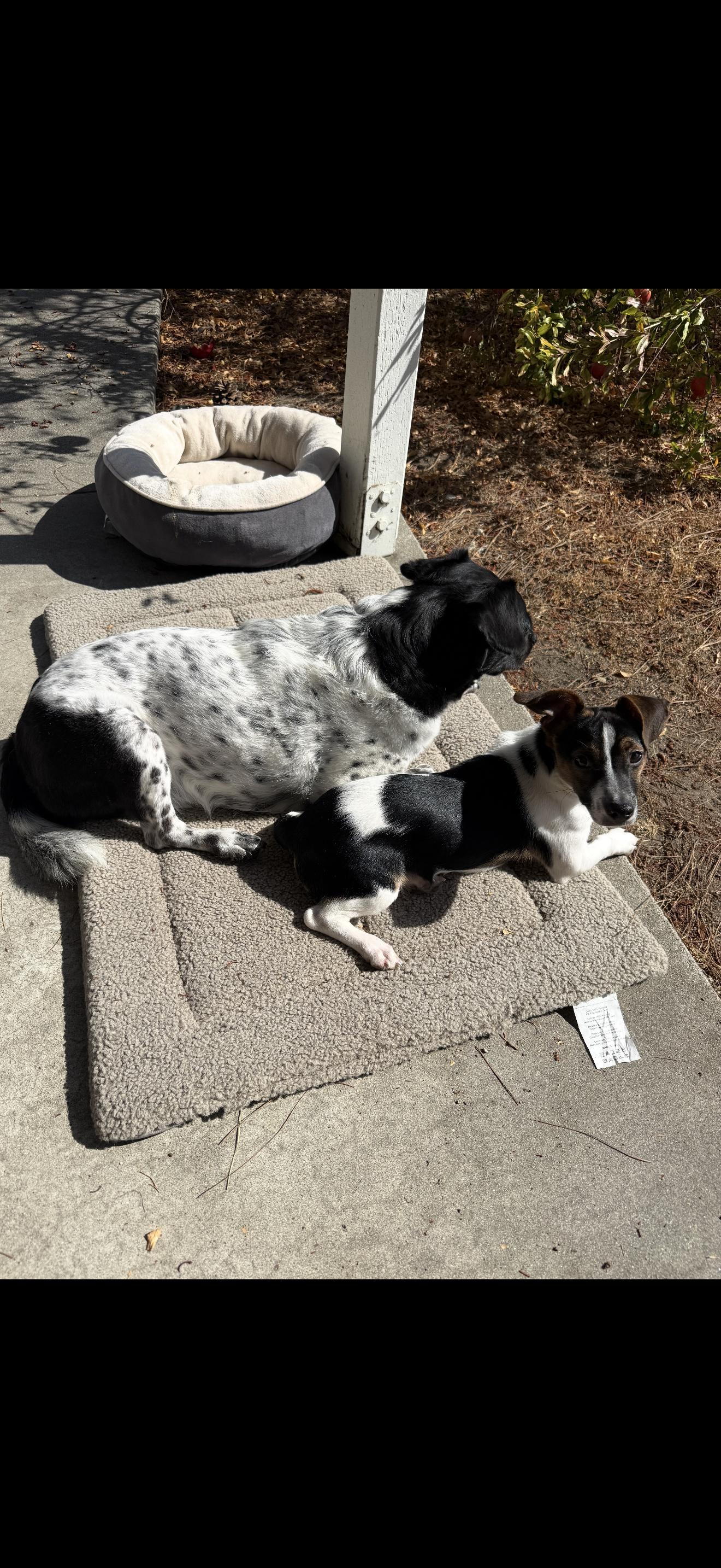 Milo - The Stunning Jack Russell, a ADOPTABLE Jack Russell Terrier in Rancho Cucamonga , CA image 5/5