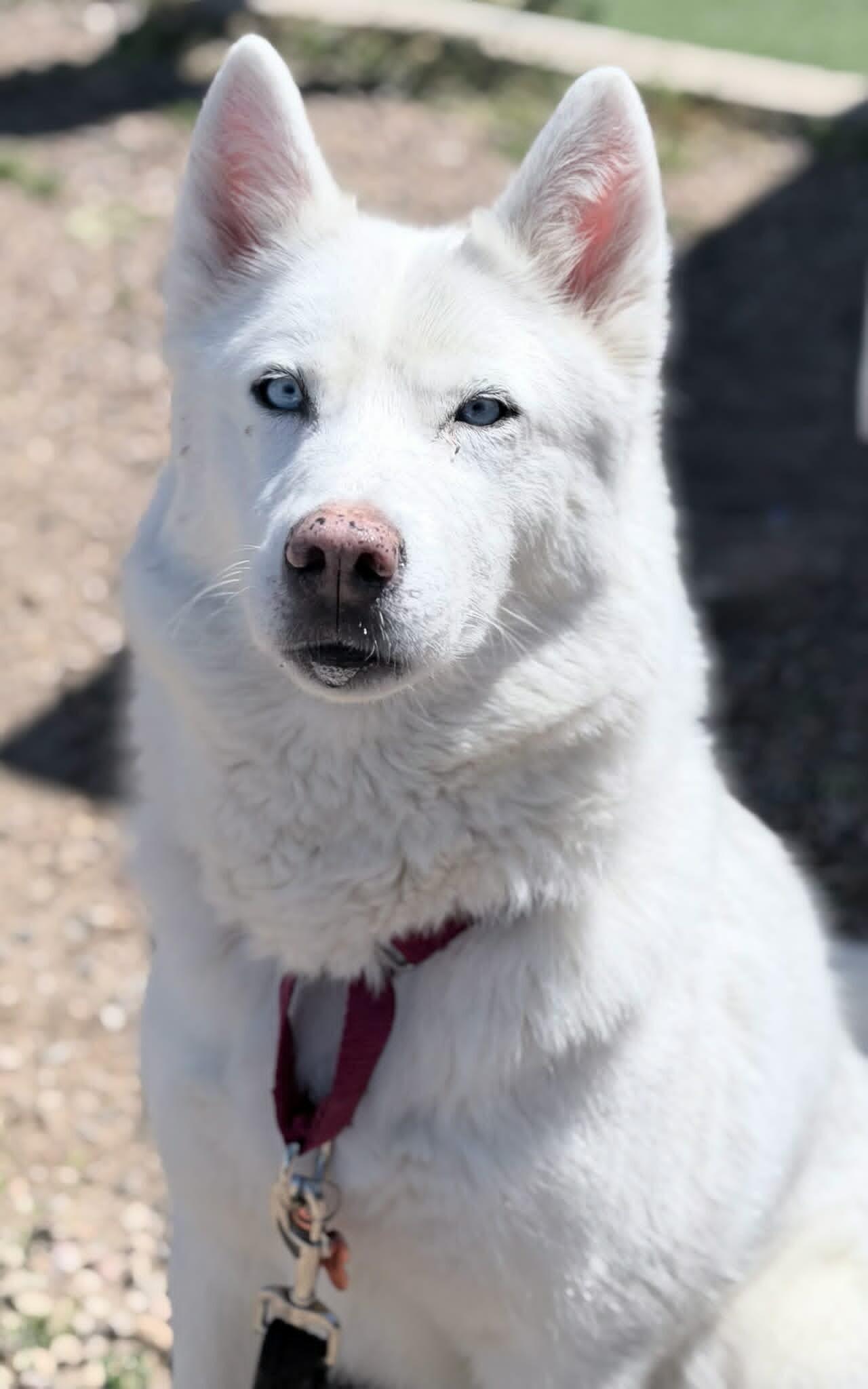 Snow, Adoptable, Adult Female Siberian Husky.