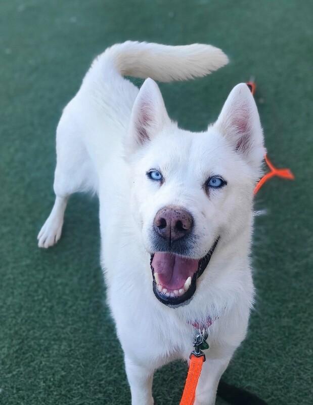 Snow, a Adoptable Siberian Husky in Fruit Heights, UT image 2/6