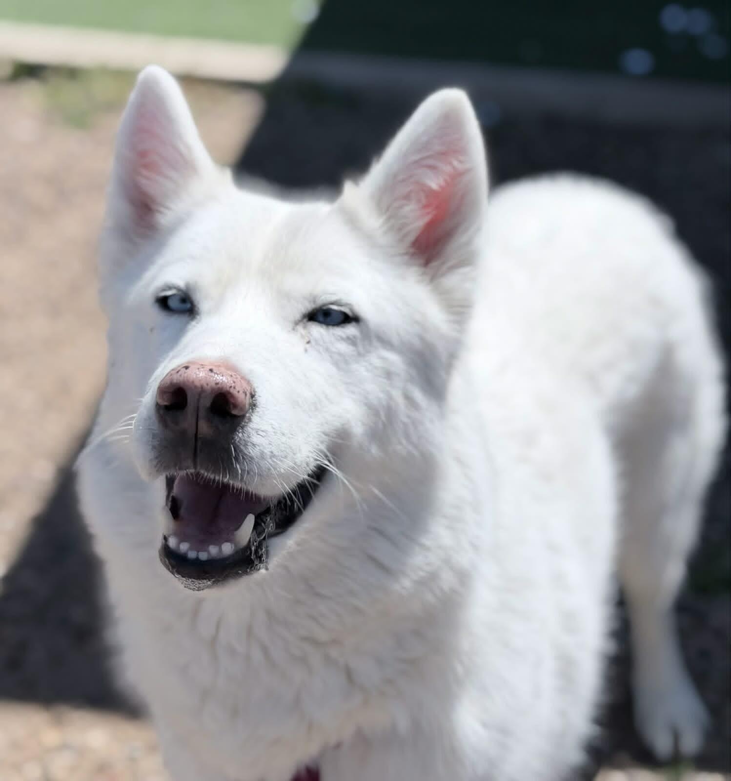 Snow, a Adoptable Siberian Husky in Fruit Heights, UT image 3/6