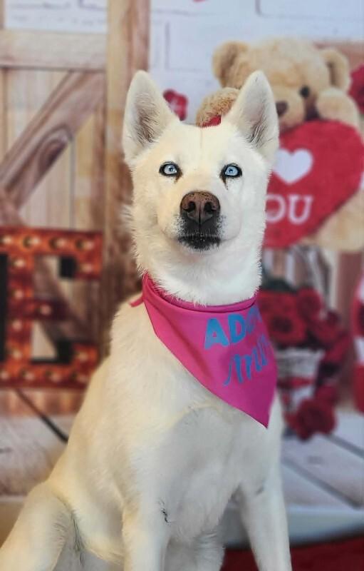 Snow, a Adoptable Siberian Husky in Fruit Heights, UT image 4/6