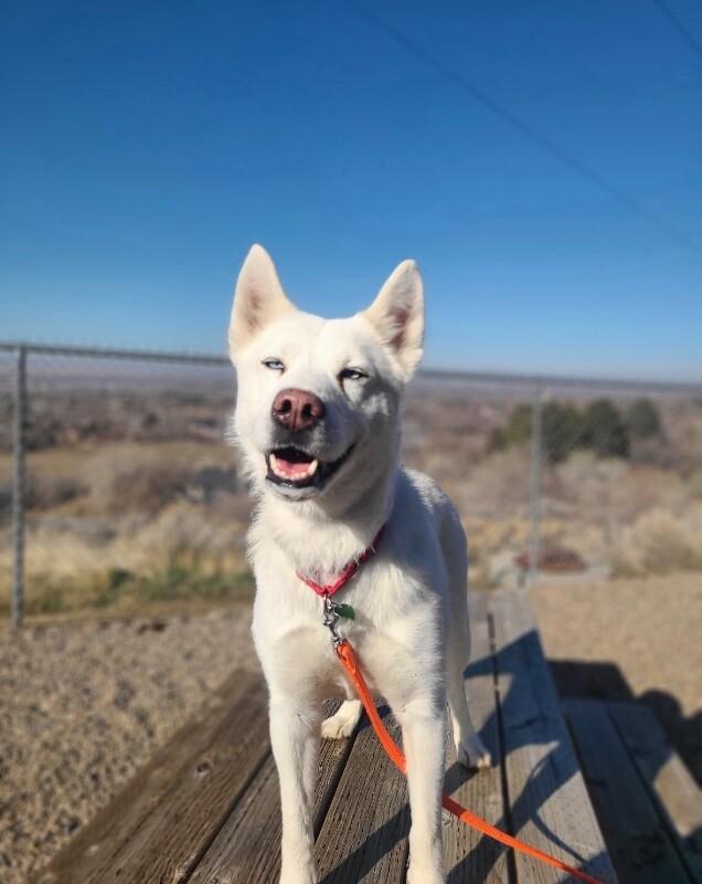 Snow, a Adoptable Siberian Husky in Fruit Heights, UT image 5/6