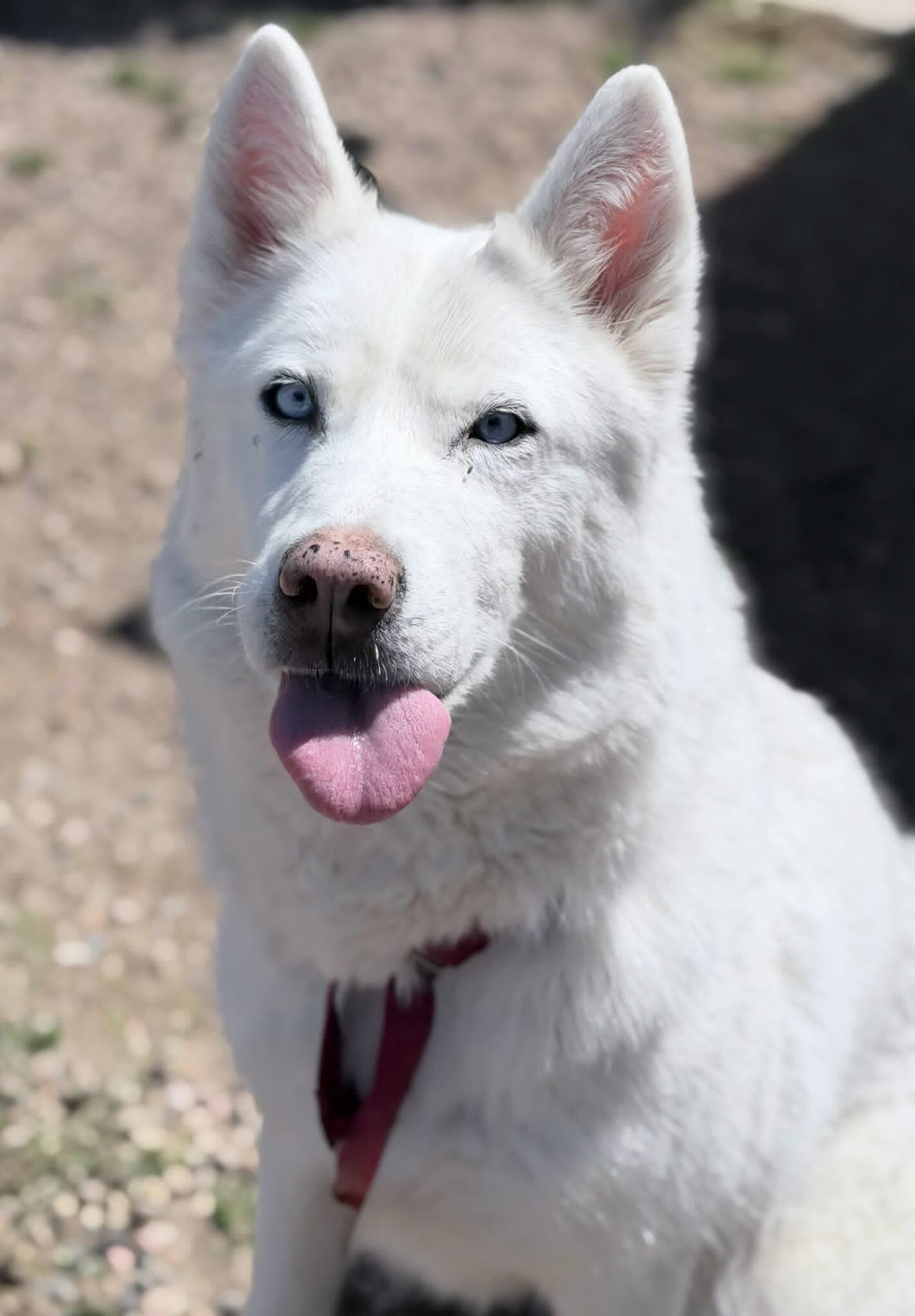 Snow, a Adoptable Siberian Husky in Fruit Heights, UT image 6/6
