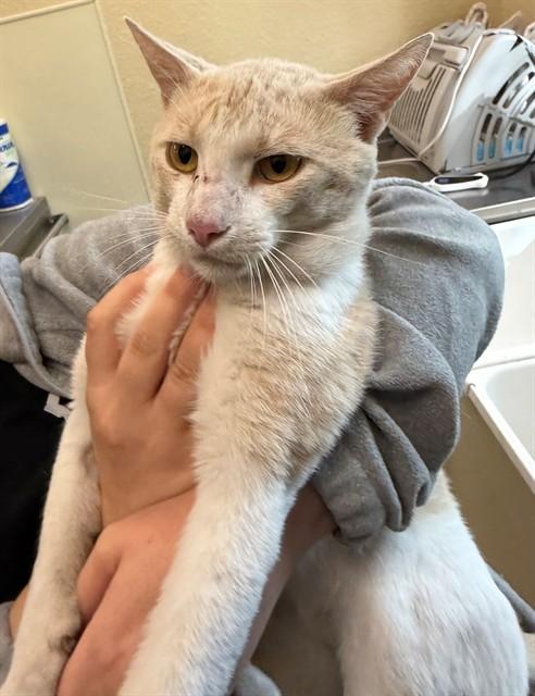 JACOB, Adoptable, Adult Male Domestic Short Hair.