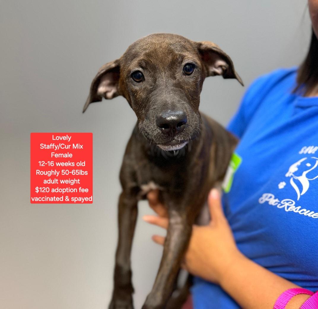 Enlarge Lovely, a ADOPTABLE mixed breed in Oviedo, FL image 1/1