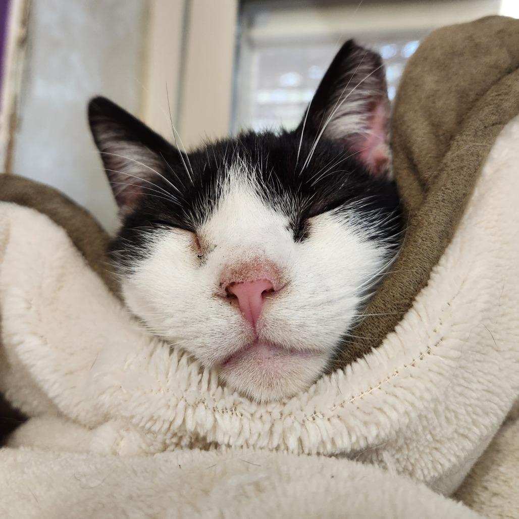 Britannia thumbnail 2